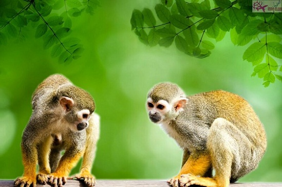 غابة القرود ميامي
