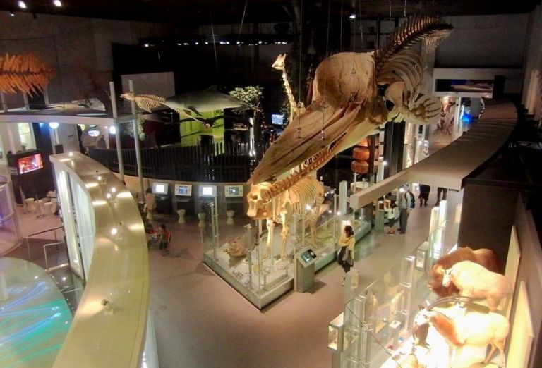 المتحف الوطني للعلوم الطبيعية أحد أماكن السياحة في طوكيو