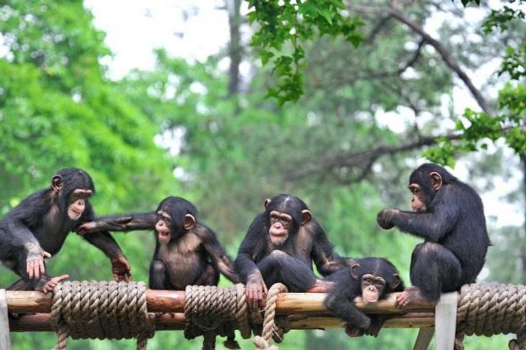 حديقة حيوان كوانزو أحد أماكن السياحة في كوانزو