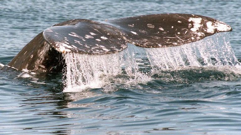 مشاهدة الحيتان من أفضل الأنشطة السياحية في خليج بوديجا