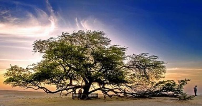 شجرة الحياة واحدة من أهم أماكن السياحة في البحرين