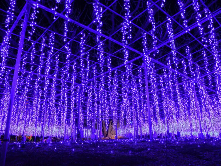 معرض الأضواء Flower Fantasy Illumination التابع لحديقة Ashikaga