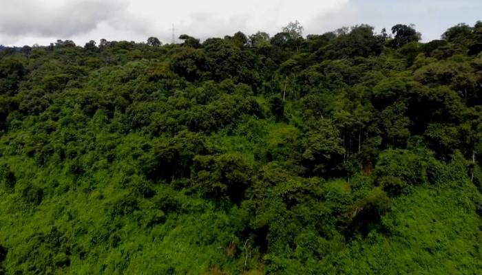 السياحة في غابة “يايو” الإثيوبية.. سحر الطبيعة ومذاق القهوة