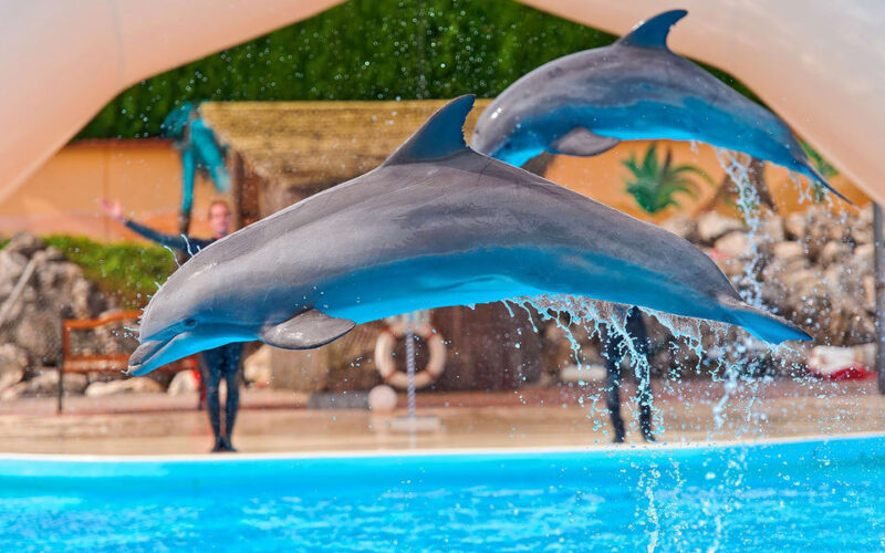 خليج الدلافين في دبي: أهم الأنشطة، اسعار التذاكر، والمزيد!