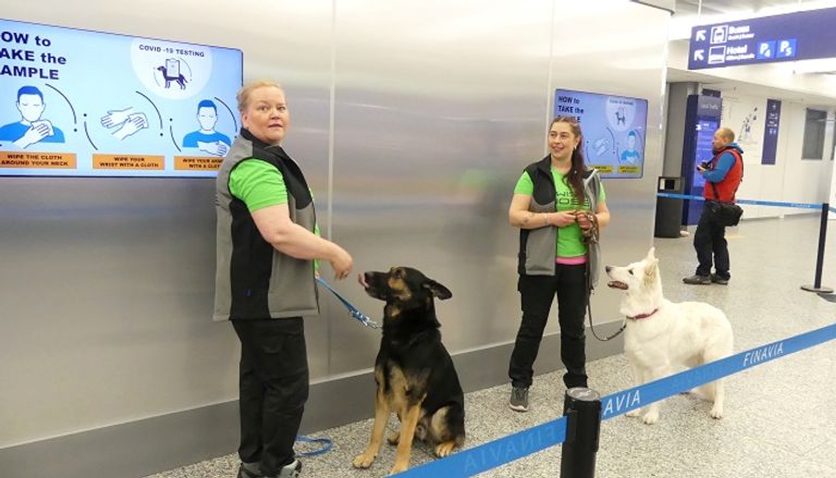 كلاب مدربة لرصد حالات الإصابة بـquot;كوروناquot; في مطار هلسكني فلندا