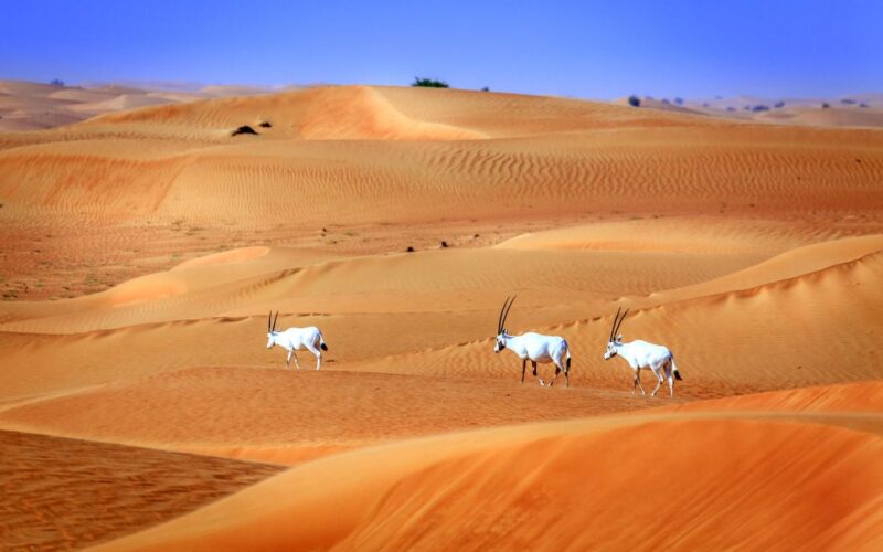 محمية دبي الصحراوية: أهم الأنشطة، اسعار التذاكر، والمزيد!
