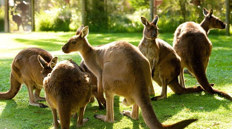 حديقة حيوان استراليا أحد أماكن السياحة في صن شاين كوست