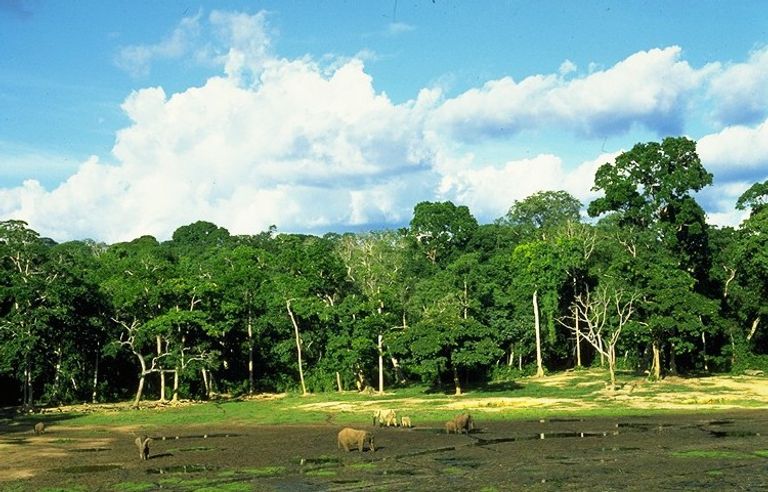 منتزه دزنجا ندوكي الوطني أحد أماكن السياحة في جمهورية أفريقيا الوسطى