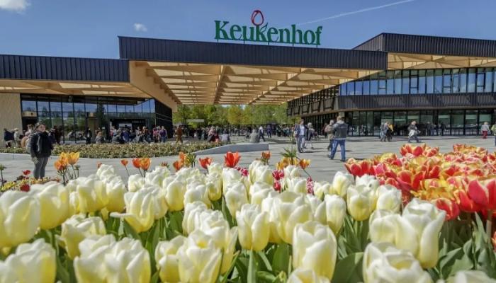 أكبر معرض لزهور التيوليب في العالم يتهيأ للربيع.. أين يوجد؟