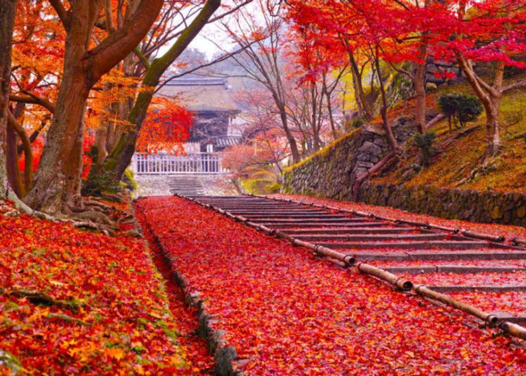 كيوتو واحدة من أفضل مشاهد لرؤية الخريف في العالم