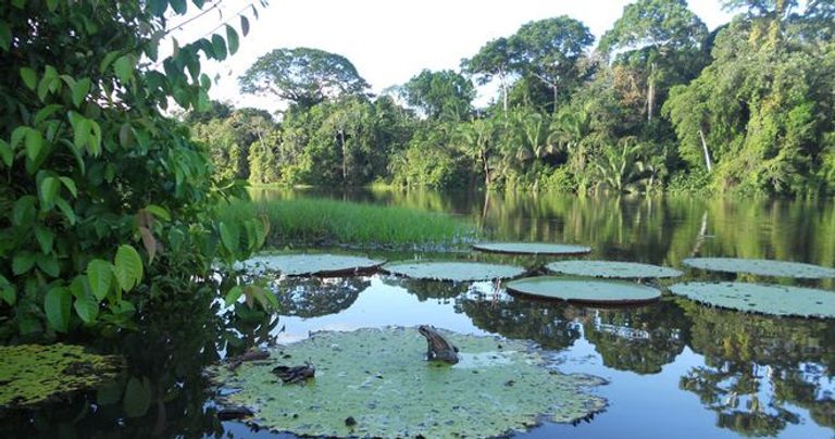 حديقة أماكاياكو الطبيعية الوطنية أحد أجمل الحدائق في كولومبيا