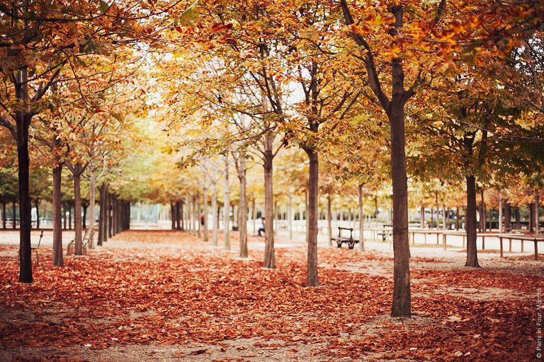 باريس واحدة من أفضل مشاهد لرؤية فصل الخريف في العالم