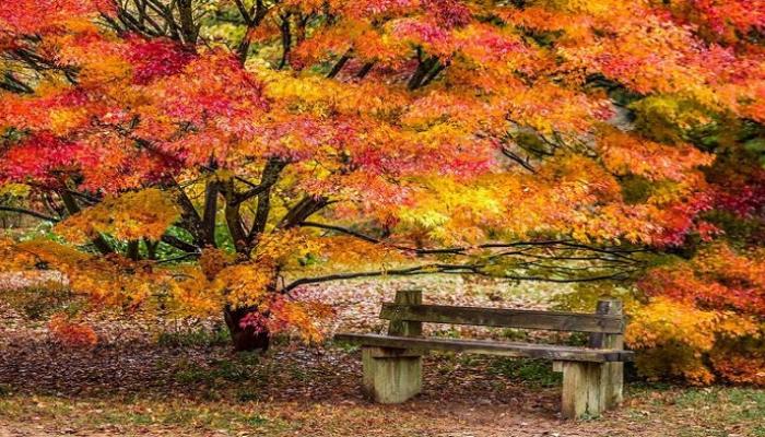 أفضل مشاهد رؤية “الخريف” في العالم.. 5 وجهات توفر تجربة مثالية (صور)