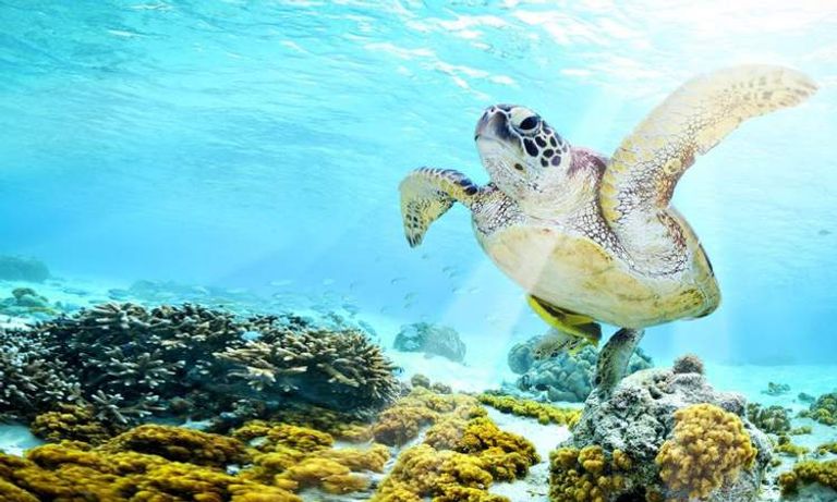 موقع quot;Turtle Bayquot; أحد أفضل مواقع الغوص في سيبو